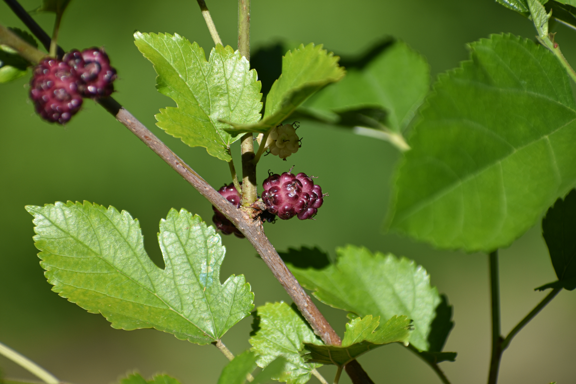 Exploring Birds Birds attracted to Red Mulberry
